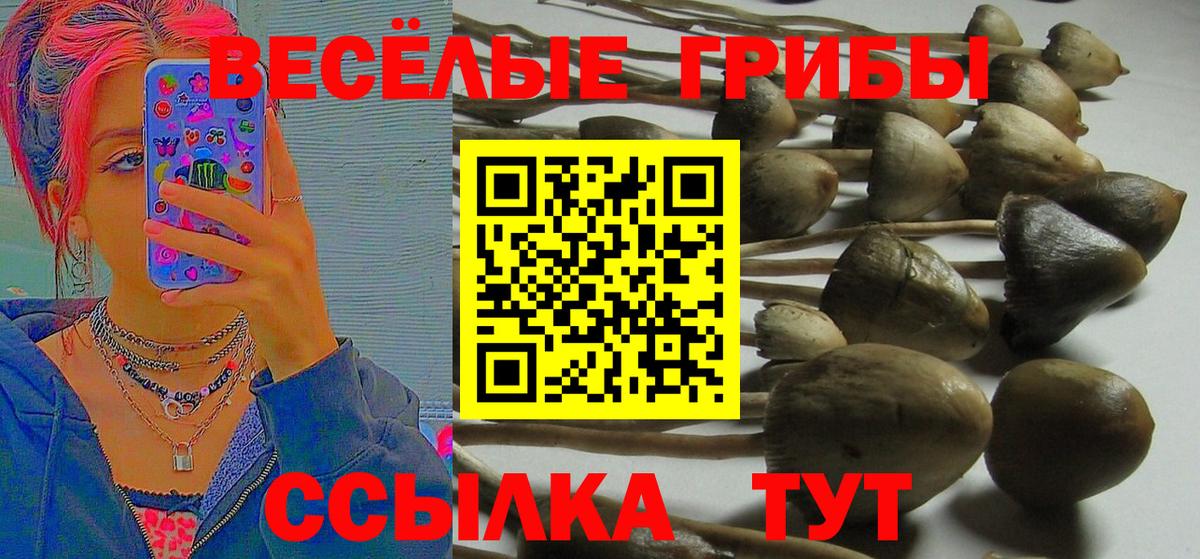 Гатчина  Псилоцибиновые грибы прущие грибы  Вход с VPN  Псилоцибиновые грибы GOLDEN TEACHER 